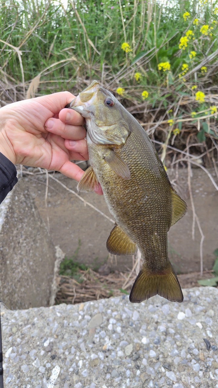 AbuGarcia エラディケーター リアルフィネス ERFS-76LT-TZの最