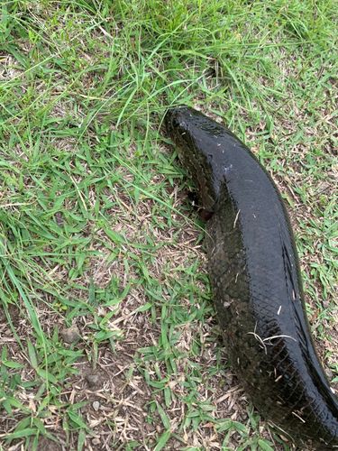 ライギョの釣果