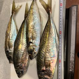 アジ
