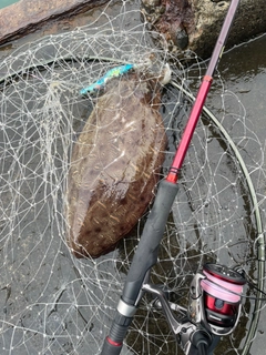 モンゴウイカの釣果