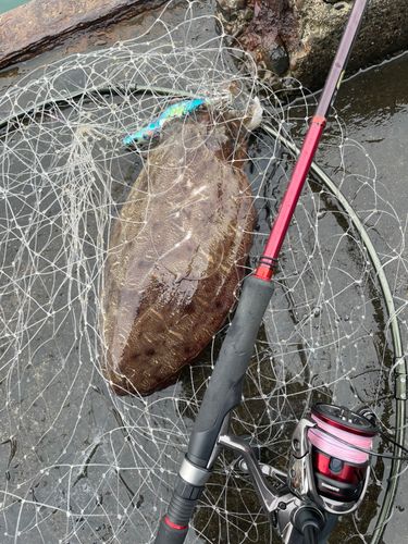 モンゴウイカの釣果