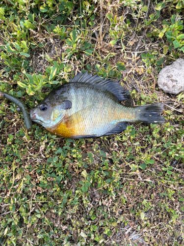 ブルーギルの釣果