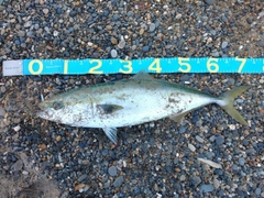 ワラサの釣果