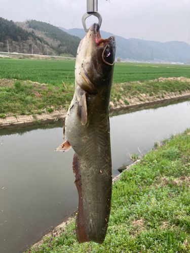 ナマズの釣果