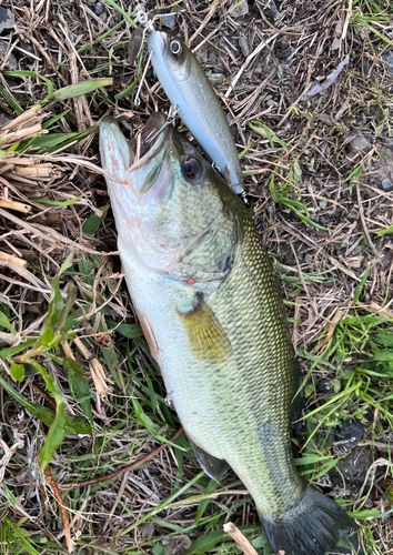 ブラックバスの釣果