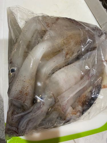 ヤリイカの釣果