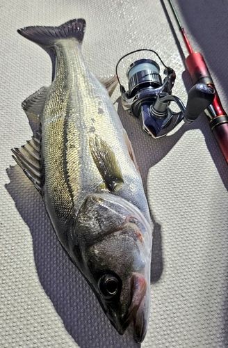 シーバスの釣果