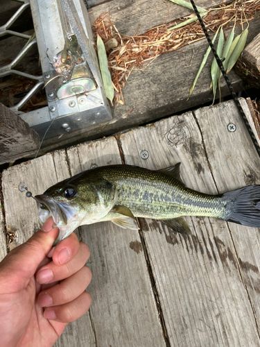 ラージマウスバスの釣果