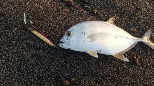 ショゴの釣果