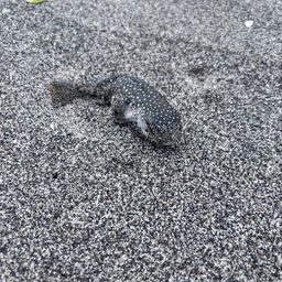 クサフグ