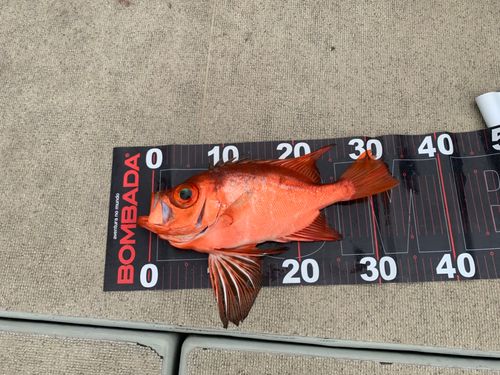 チカメキントキの釣果
