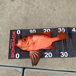 チカメキントキ