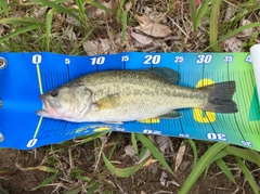 ラージマウスバスの釣果