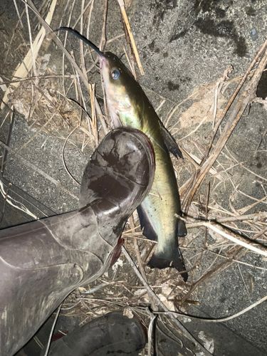 アメリカナマズの釣果