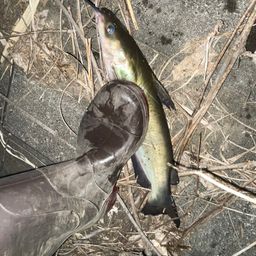 アメリカナマズ