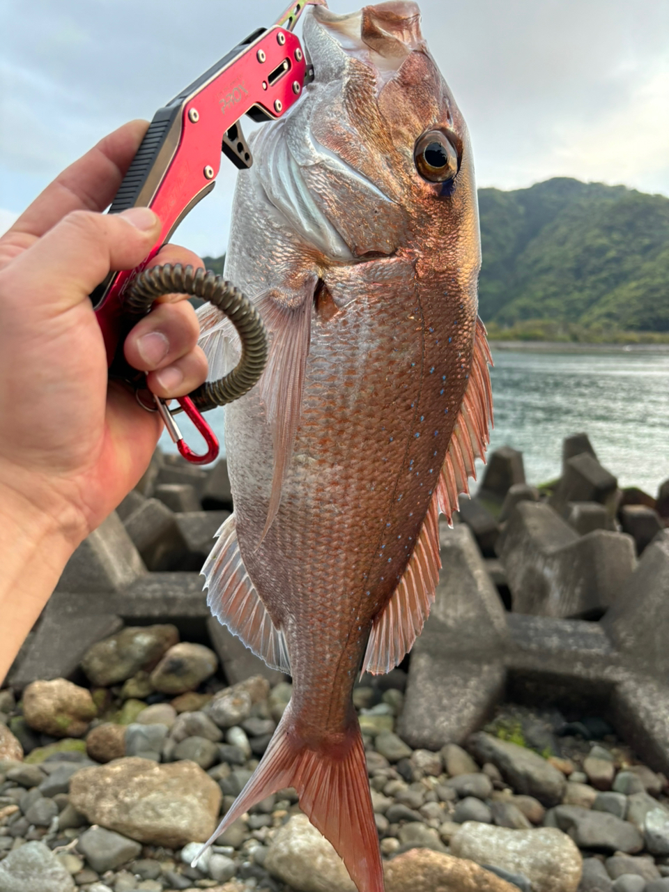 SHIMANO 19エンカウンター S90MLの最安値・インプレ・釣果