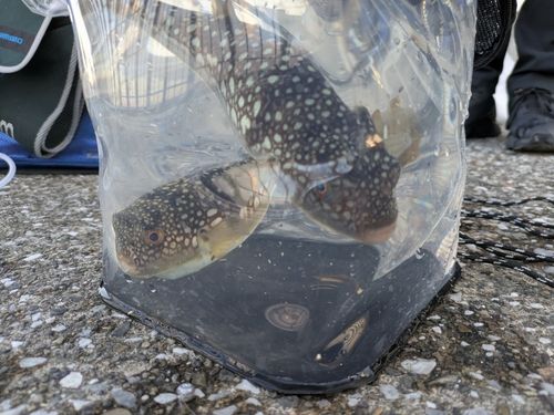 ショウサイフグの釣果