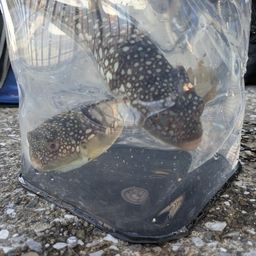 ショウサイフグ