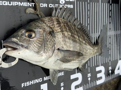 チヌの釣果