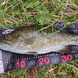 スモールマウスバス