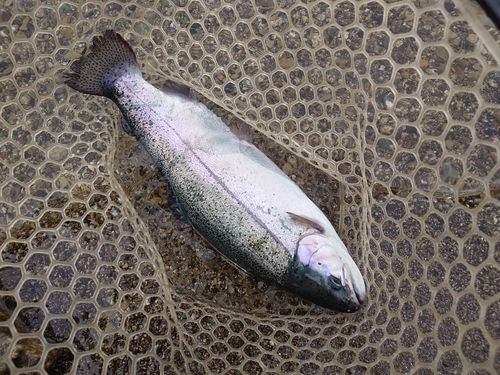 ニジマスの釣果