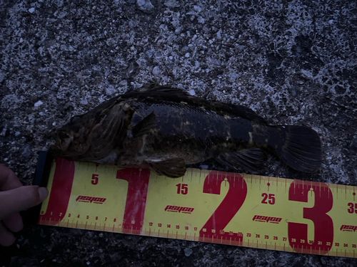 タケノコメバルの釣果