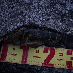 タケノコメバル