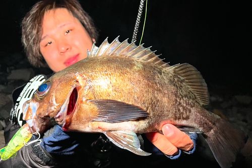メバルの釣果