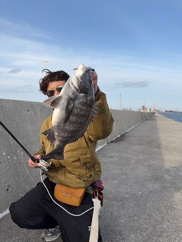 チヌの釣果