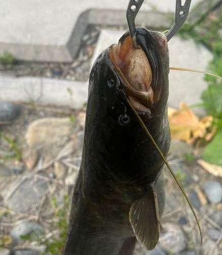 ナマズの釣果