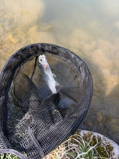 トラウトの釣果