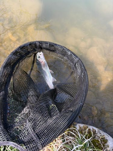 トラウトの釣果