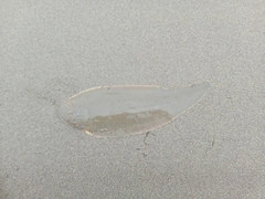 シタビラメの釣果