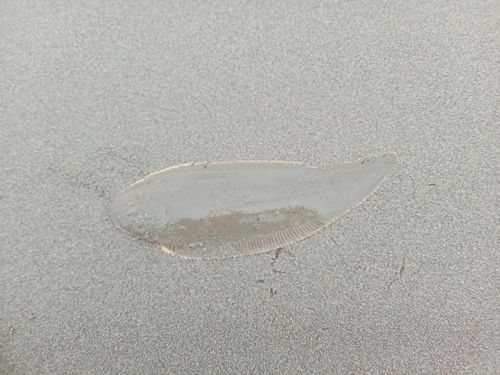 シタビラメの釣果