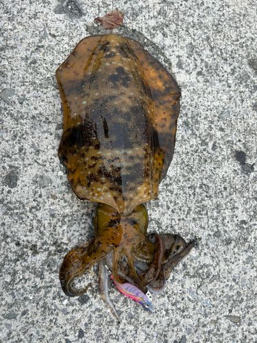 アオリイカの釣果