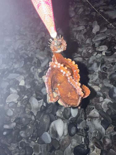 タコの釣果