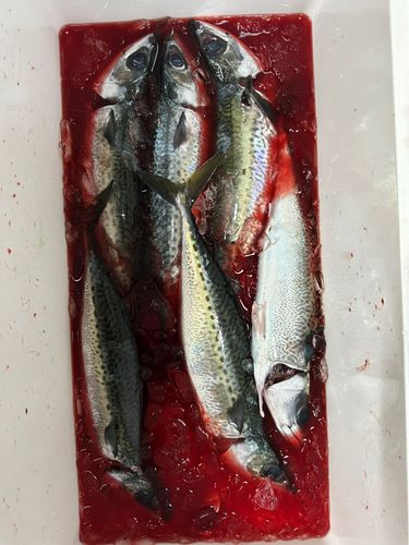 ゴマサバの釣果