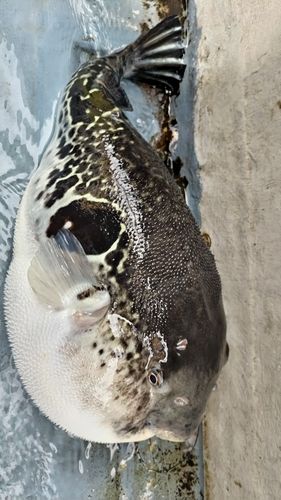 トラフグの釣果