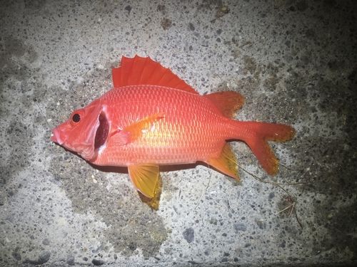 トガリエビスの釣果