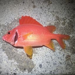 トガリエビス