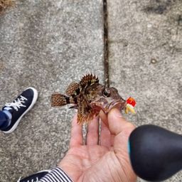カサゴ