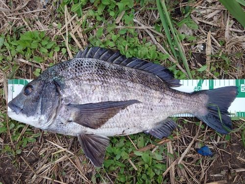 クロダイの釣果