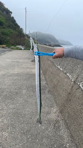 ダツの釣果