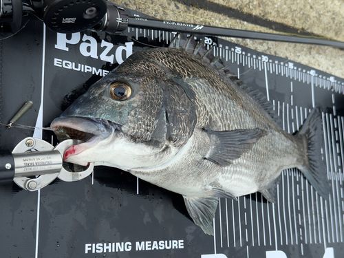 チヌの釣果