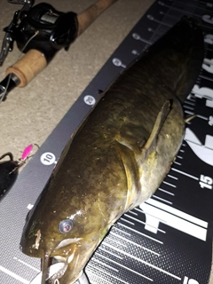 ナマズの釣果