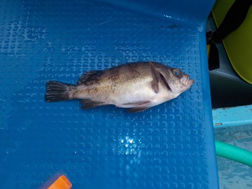 クロメバルの釣果