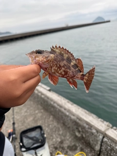 カサゴの釣果