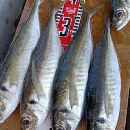 アジ