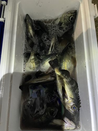 メバルの釣果