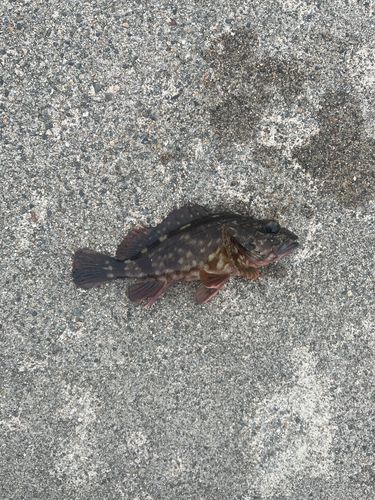 カサゴの釣果